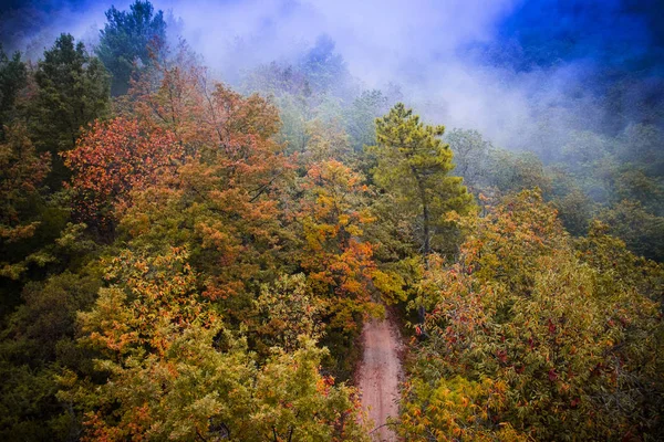 Bovenaanzicht Van Een Bosrijke Omgeving Vol Met Herfst Seizoen — Stockfoto