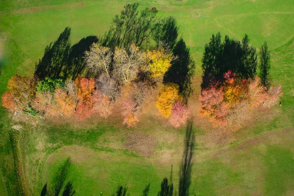 Bovenaanzicht Van Een Kleine Groep Van Bomen Volledige Herfst Seizoen — Stockfoto