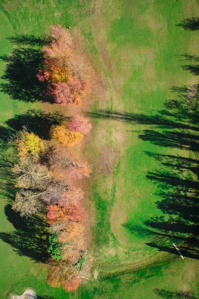 Vedere Sus Unui Mic Grup Copaci Sezonul Plin Toamnă — Fotografie, imagine de stoc