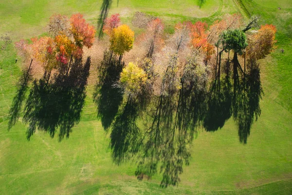 Vedere Sus Unui Mic Grup Copaci Sezonul Plin Toamnă — Fotografie, imagine de stoc