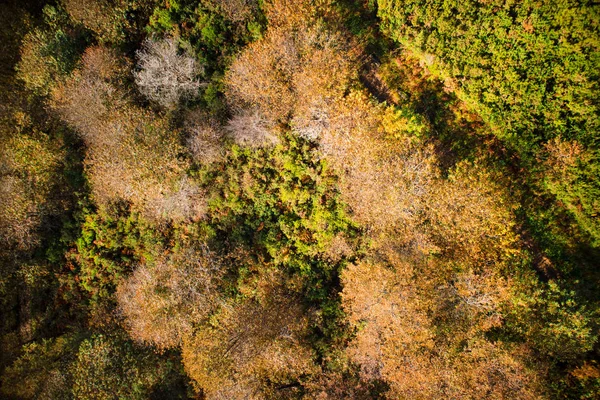 Vedere Sus Unui Mic Grup Copaci Sezonul Plin Toamnă — Fotografie, imagine de stoc