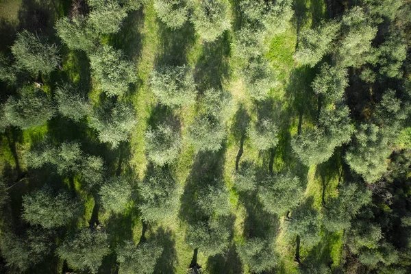 Vista Aérea Una Zona Olivar Versilia Italia Toscana — Foto de Stock