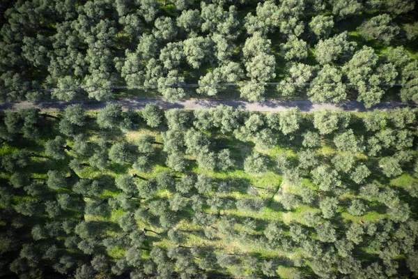 Luchtfoto Van Een Gebied Van Olijfgaard Versilia Italië Toscane — Stockfoto