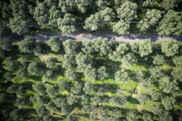 Flygfoto Över Olivlund Området Versilia Italien Tuscany — Stockfoto