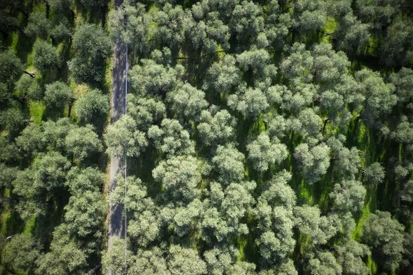 Bir Zeytin Grove Alanın Versilia Talya Toskana Havadan Görünümü — Ücretsiz Stok Fotoğraf