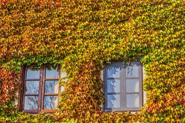 Klättring Växt Amerikanska Vinstockar Sett Höstsäsongen — Stockfoto