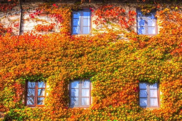 Klättring Växt Amerikanska Vinstockar Sett Höstsäsongen — Stockfoto