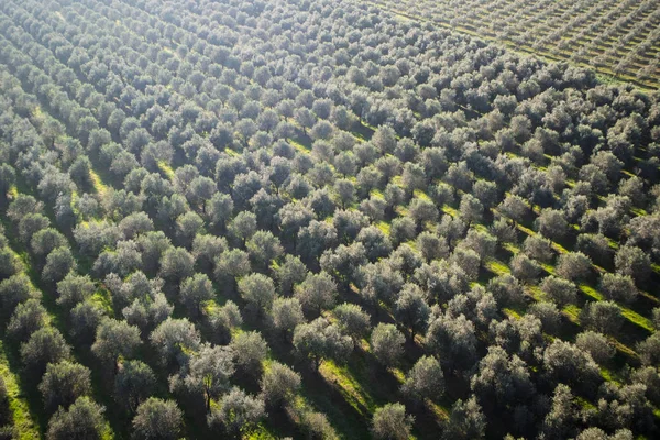 Flygfoto Över Omfattande Oliv Plantage Organiseras Enligt Nya Skörd Tekniker — Stockfoto