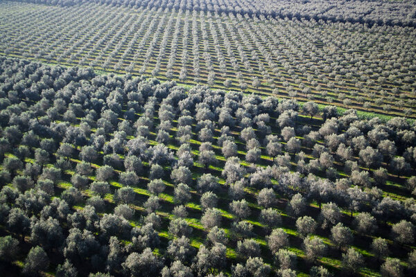 Вид с воздуха на обширную оливковую плантацию, организованную в соответствии с новыми методами сбора урожая
