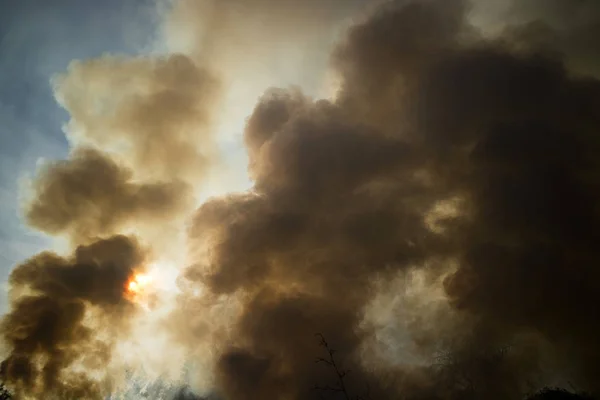 Column Intense Smoke Caused Forest Fire — Stock Photo, Image