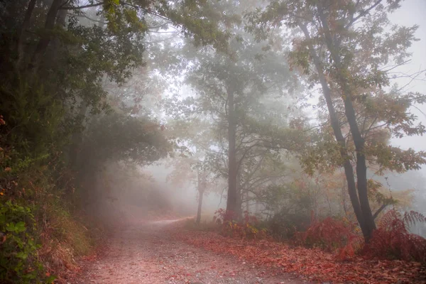 Road Woods Autumn Season End Fog — Stock Photo, Image