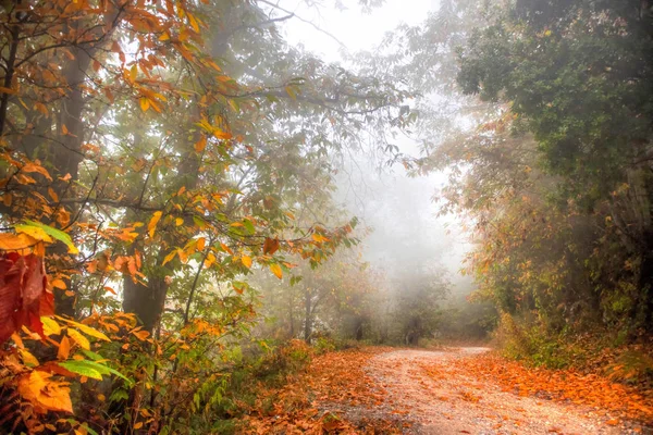Estrada Floresta Temporada Outono Final Nevoeiro — Fotografia de Stock