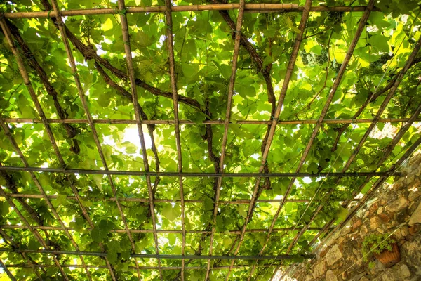 Relaxation Area Pergola Covered Vine Plant — Stock Photo, Image