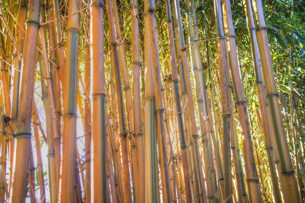View Group Small Bamboo Canes Yellow Variety — Stock Photo, Image