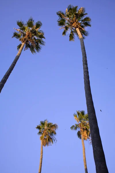 Bottom View Four Tall Palm Trees Sunset — Stock Photo, Image