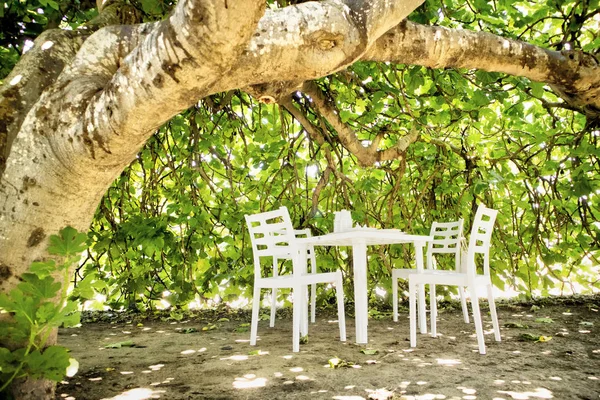 Small Relaxation Area Belly Fig Tree Summer — Stock Photo, Image