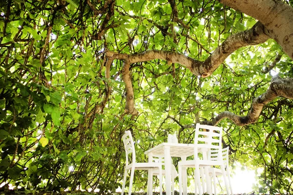 Yaz Aylarında Bir Incir Ağacının Göbek Küçük Dinlenme Alanı — Stok fotoğraf