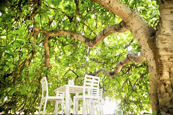 Pequena Área Relaxamento Barriga Uma Figueira Verão — Fotografia de Stock