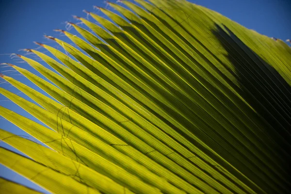棕榈叶的线性组成的细节 — 图库照片