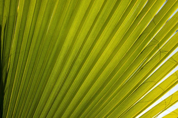 Details of the linear composition of the palm leaf