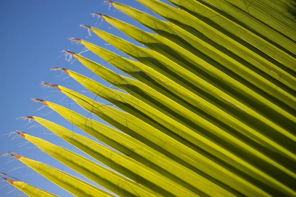 Details of the linear composition of the palm leaf