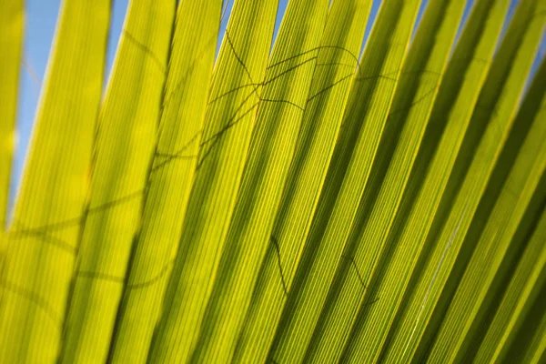 Details of the linear composition of the palm leaf