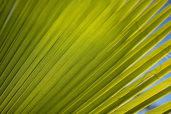 Details of the linear composition of the palm leaf