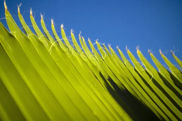 Details of the linear composition of the palm leaf