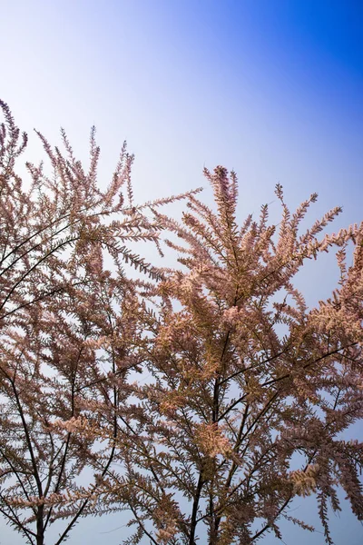 Arbusto Tamerice Flor Pequena Está Florescendo Início Sprin — Fotografia de Stock