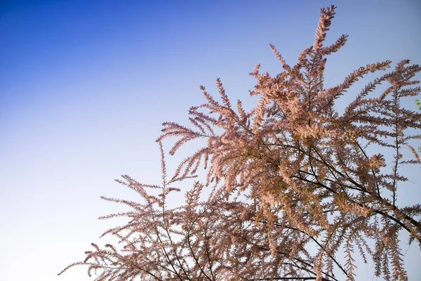 Small Flowered Tamerice Shrub Blooming Early Sprin — Stock Photo, Image