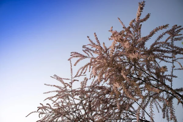 Der Kleinblütige Tamerice Strauch Blüht Frühfrühling — Stockfoto