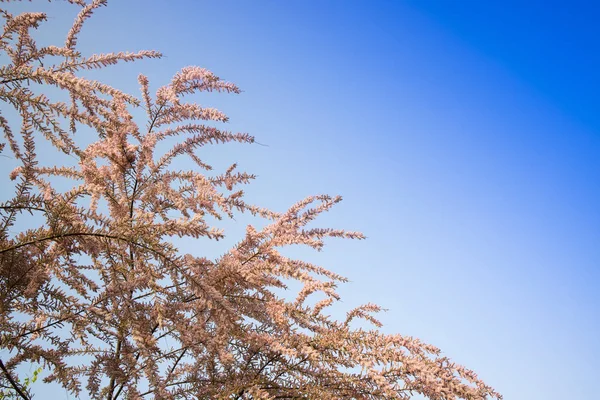 Sprin Tamerice の低木で小さな花が咲く — ストック写真