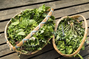 Yabani ot yemek kullanım için kırsal kesimde hasat