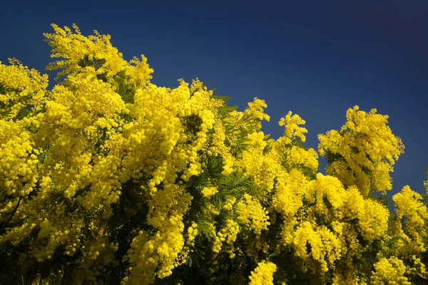 妇女的一天的象征 含羞草的黄花 — 图库照片