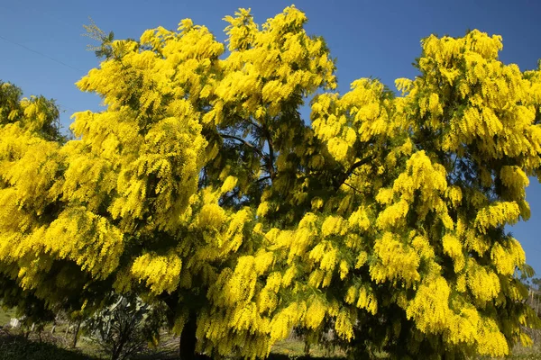 Symbol Kobiety Dzień Żółty Kwiat Mimozy — Zdjęcie stockowe