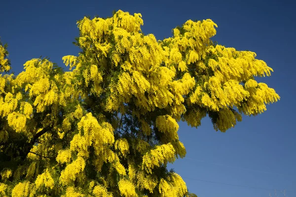 Símbolo Dia Mulher Flor Amarela Mimosa — Fotografia de Stock
