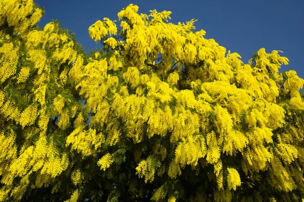 Symbol Kobiety Dzień Żółty Kwiat Mimozy — Zdjęcie stockowe