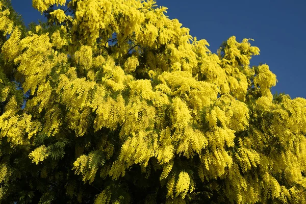 Symbol Woman Day Yellow Flower Mimosa — Stock Photo, Image