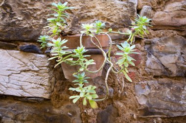 Sunu şeklinde küçük bir asma Bahçe çiçek vazo