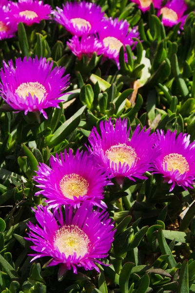 De bloem van de Carpobrotus edulis — Stockfoto