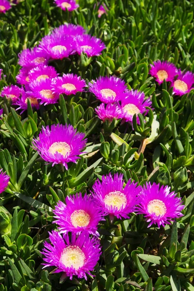 De bloem van de Carpobrotus edulis — Stockfoto