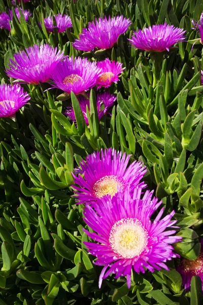 De bloem van de Carpobrotus edulis — Stockfoto