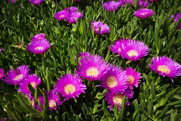 De bloem van de Carpobrotus edulis — Stockfoto