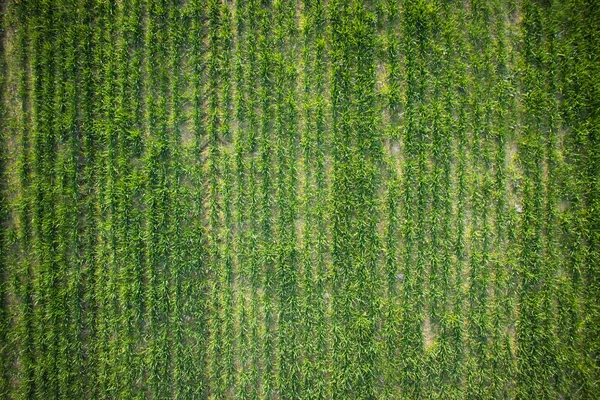 Neugeborener grüner Weizen — Stockfoto