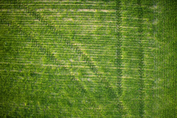 Новонароджених зелена пшениця — стокове фото