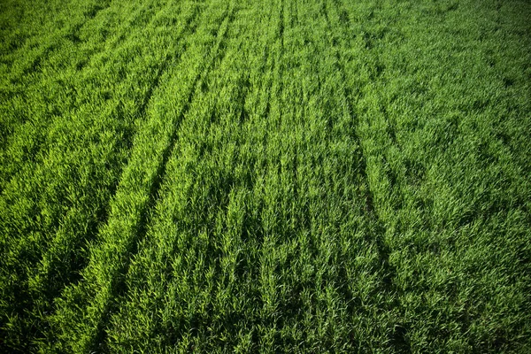 Trigo verde recién nacido —  Fotos de Stock