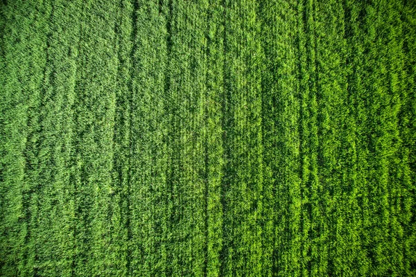 Newborn green wheat — Stock Photo, Image