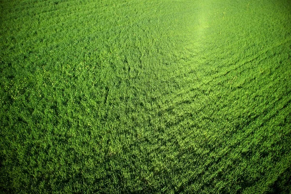 Новорожденная зелёная пшеница — стоковое фото