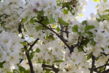 Beyaz elma çiçeği