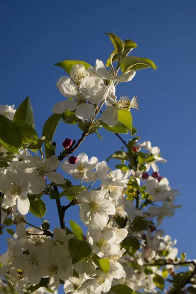 La flor de manzana blanca — Foto de Stock